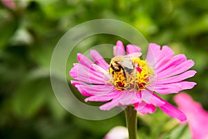 Beautiful pink flowers growing in the garden. Gardening concept, close-up. The flower is pollinated by a bumblebee.
