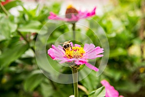 Beautiful pink flowers growing in the garden. Gardening concept, close-up. The flower is pollinated by a bumblebee.