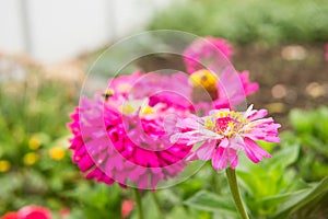 Beautiful pink flowers growing in the garden. Gardening concept, close-up. The flower is pollinated by a bumblebee.