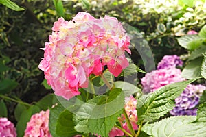 Beautiful pink flowers of Hydrangea macrophylla or Hortensia in