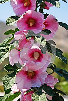 Beautiful pink flowers in Leros island, Greece.