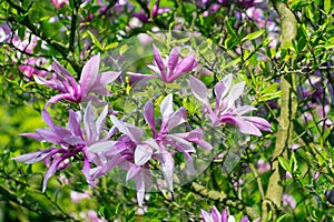 Beautiful pink flowers of Magnolia liliiflora