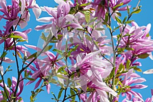 Beautiful pink flowers of Magnolia liliiflora photo