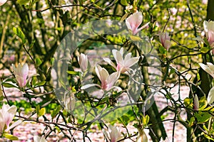 Beautiful pink flowers of Magnolia soulangeana