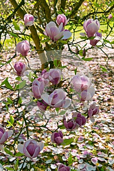 Beautiful pink flowers of Magnolia soulangeana