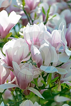 Beautiful pink flowers of Magnolia soulangeana