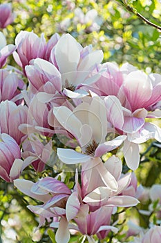 Beautiful pink flowers of Magnolia soulangeana