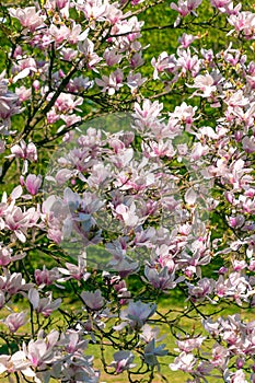 Beautiful pink flowers of Magnolia soulangeana