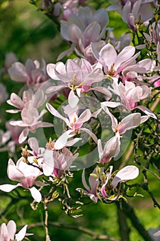 Beautiful pink flowers of Magnolia soulangeana