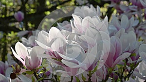 Beautiful pink flowers of Magnolia soulangeana. the saucer magnolia. Floral background