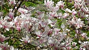Beautiful pink flowers of Magnolia soulangeana. the saucer magnolia. Floral background