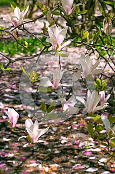 Beautiful pink flowers of Magnolia soulangeana photo