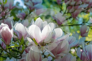 Beautiful pink flowers of Magnolia soulangeana photo