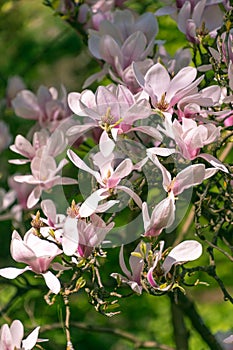 Beautiful pink flowers of Magnolia soulangeana photo