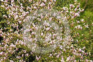 Beautiful pink flowers of the Magnolia tree - Magnoliaceae