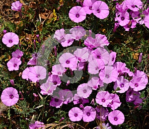 Beautiful pink flowers, Morning glory