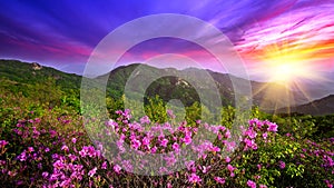 Beautiful pink flowers on mountains at sunset, Hwangmaesan mountain in Korea