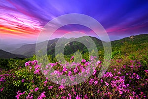 Beautiful pink flowers on mountains at sunset, Hwangmaesan mountain in Korea.