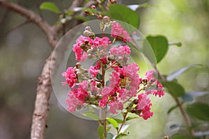 Beautiful  Pink Flowers in my garden photo