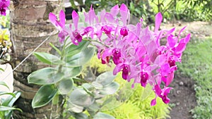 Beautiful pink flowers for natural background