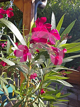 Beautiful pink flowers in one, sunny day