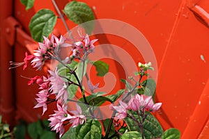 Beautiful pink flowers on orange background