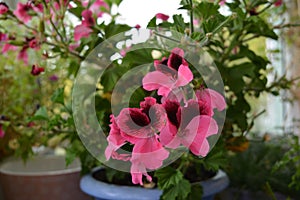 Beautiful pink flowers of pelargonium grandiflorum in potted garden on the balcony