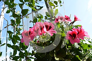 Beautiful pink flowers of pelargonium grandiflorum in sunny summer day. Pretty garden on the balcony