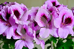 Beautiful pink flowers of pelargonium Royale close up