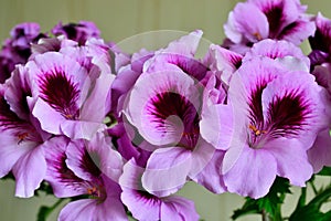 Beautiful pink flowers of pelargonium Royale close up