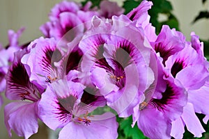 Beautiful pink flowers of pelargonium Royale close up