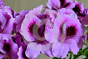 Beautiful pink flowers of pelargonium Royale close up