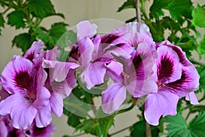 Beautiful pink flowers of pelargonium Royale close up