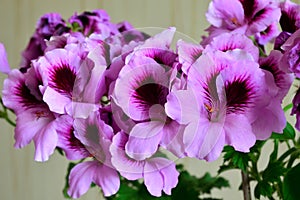 Beautiful pink flowers of pelargonium Royale close up