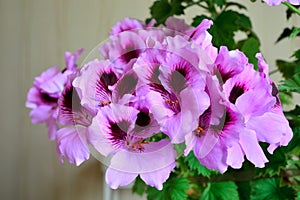 Beautiful pink flowers of pelargonium Royale close up