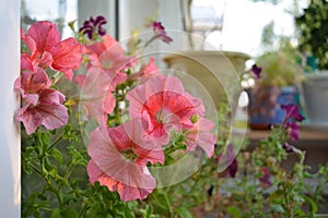 Beautiful pink flowers of petunia at dawn. Blooming container garden on the balcony