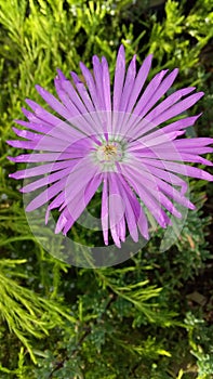 Beautiful pink flowers on the pigface plant are pretty