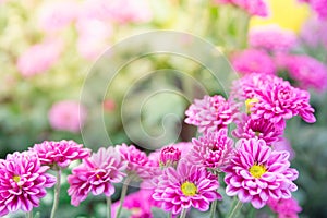 The pink gerber daisies flowers spring flowers on the at sunset