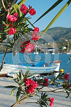 Beautiful pink flowers on Poros embankment, Greece