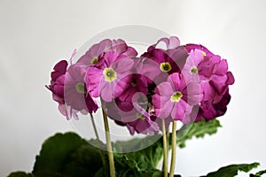 Beautiful pink flowers of Primula.
