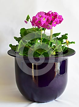 Beautiful pink flowers of Primula in a pot.