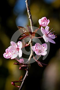 The beautiful pink flowers of the prunus cerasifera