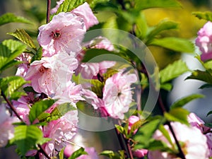 Beautiful pink flowers - Prunus triloba, Flowering Almond Tree