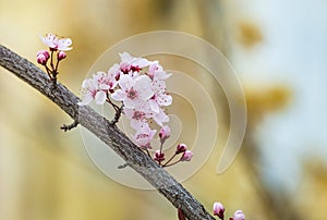 Beautiful pink flowers of purple leafed plum Prunus cerasus Cerasifera Pissardii Tree in spring. Prunus tree blossom. Ornamental