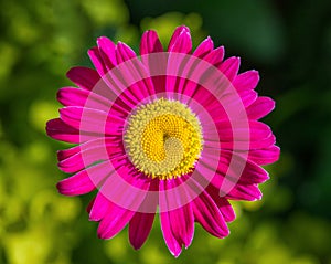 Beautiful pink flowers pyrethrum daisy on a green background. Feverfew, painted daisy. Medicinal plant. Closeup macro. Top view