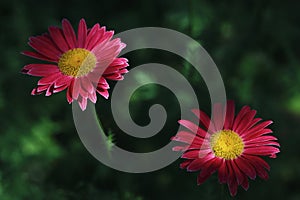 Beautiful pink flowers pyrethrum daisy in the shade on a dark green background. Feverfew, painted daisy closeup, macro