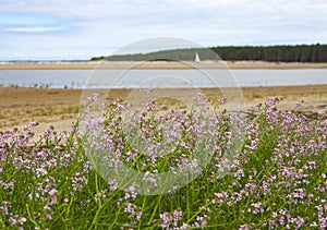 Beautiful pink flowers, sea and lagoon