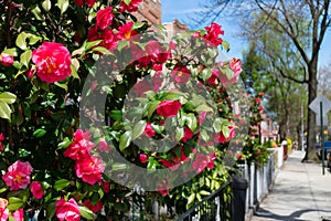 Beautiful Pink Flowers during Spring along a Neighborhood Sidewalk in Astoria Queens New York