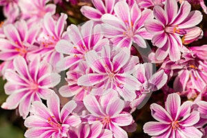 Beautiful Pink Flowers for Spring Background