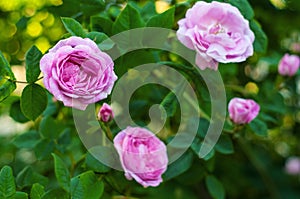 Pink roses with buds on a background of a green bush in the garden.